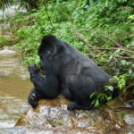 Can I Reschedule My Gorilla Trekking Permit for Bwindi?