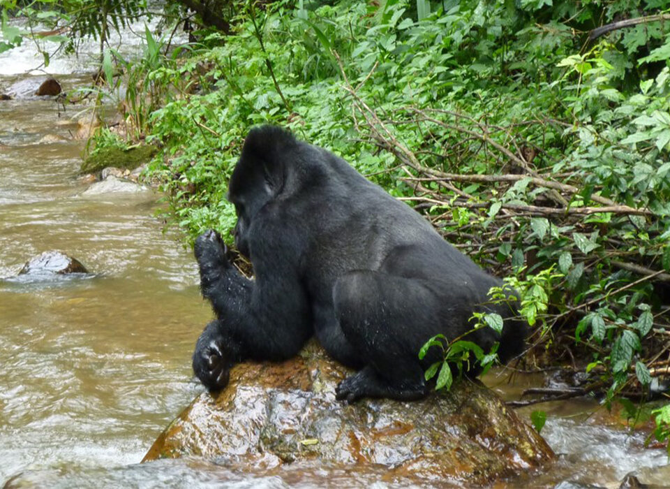 Can I Reschedule My Gorilla Trekking Permit for Bwindi?