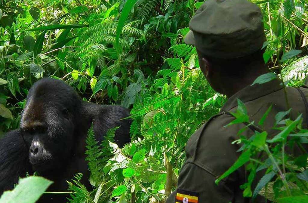 Sustainable Tourism Through Gorilla Trekking