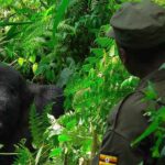 Sustainable Tourism Through Gorilla Trekking
