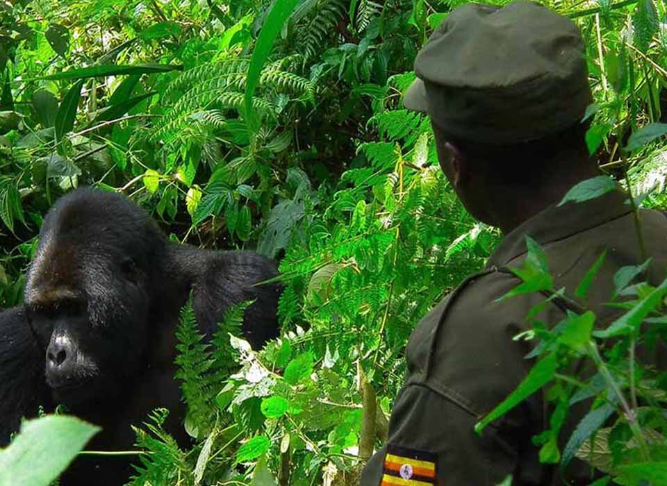 Sustainable Tourism Through Gorilla Trekking