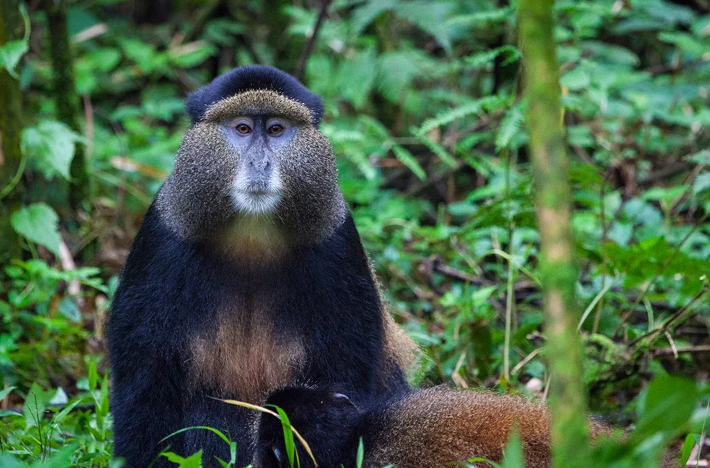 Where Do Golden Monkeys Live?