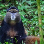 Where Do Golden Monkeys Live?