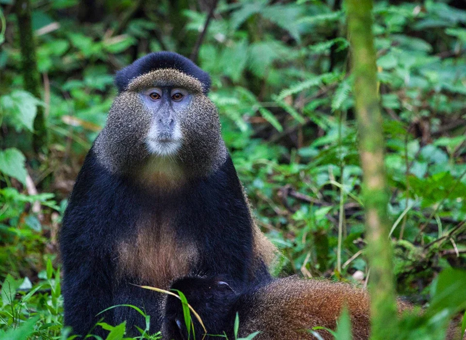 Where Do Golden Monkeys Live?