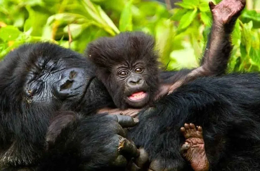 Which Bwindi Sector Offers Gorilla Habituation Permits?