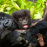 Which Bwindi Sector Offers Gorilla Habituation Permits?