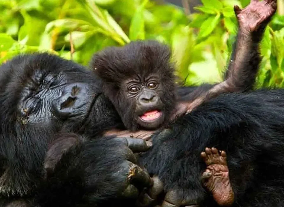 Which Bwindi Sector Offers Gorilla Habituation Permits?
