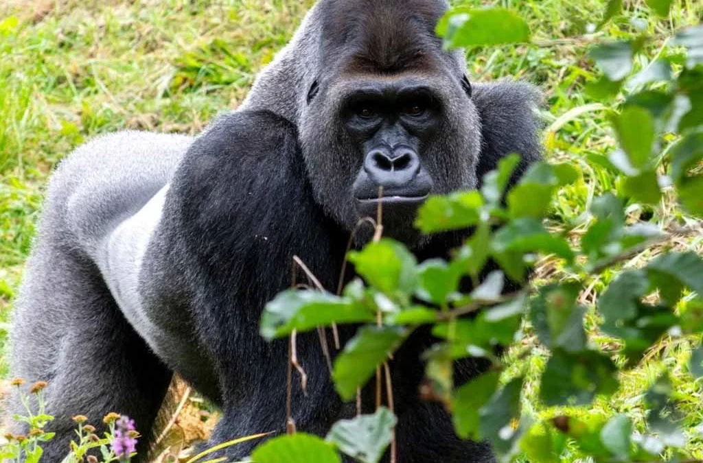How Many Gorilla Tracking Locations Does Bwindi Have?