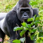 How Many Gorilla Tracking Locations Does Bwindi Have?