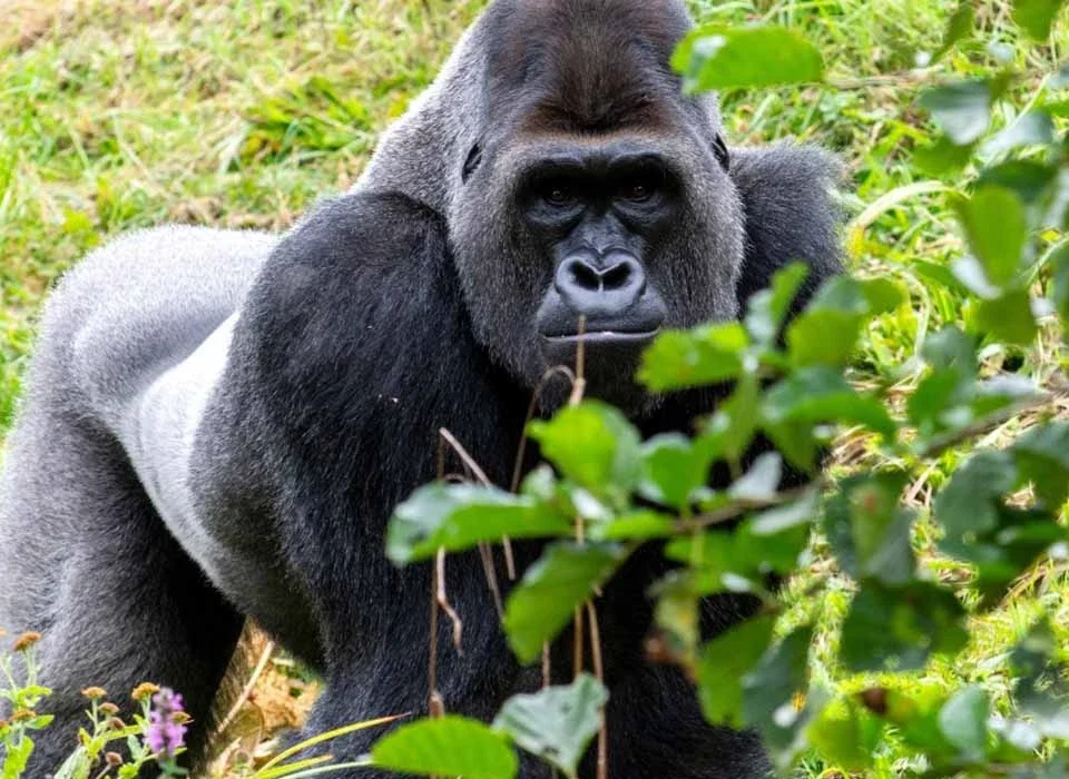 How Many Gorilla Tracking Locations Does Bwindi Have?