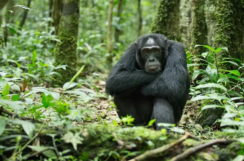 Chimpanzee Trekking in Cyamudongo, Nyungwe Forest National Park