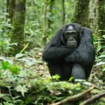 Chimpanzee Trekking in Cyamudongo, Nyungwe Forest National Park