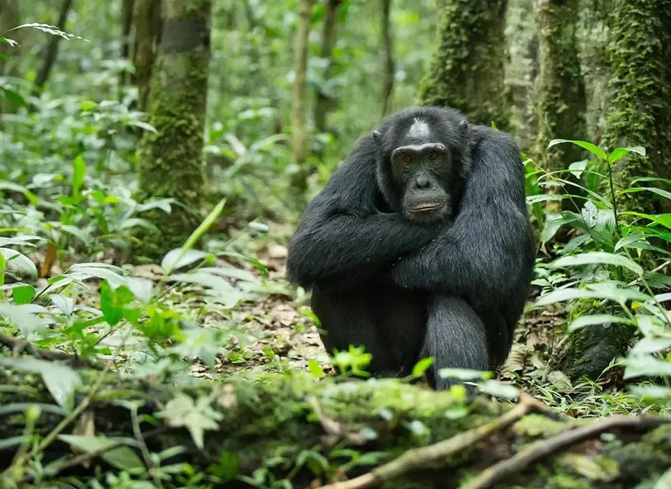 Chimpanzee Trekking in Cyamudongo, Nyungwe Forest National Park