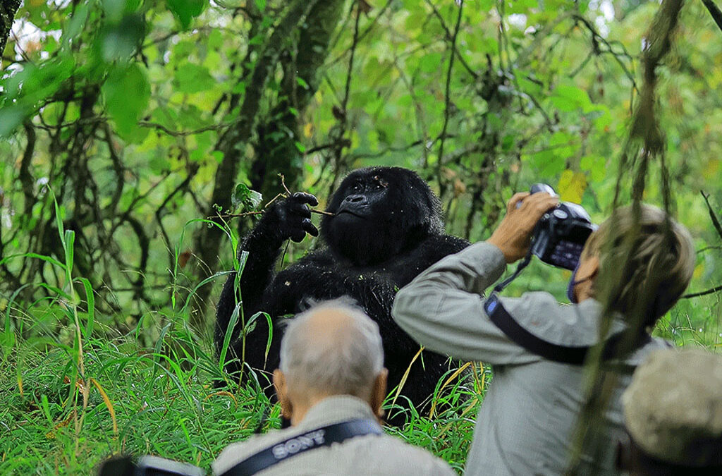 Cost of 3-Day Gorilla Trekking in Uganda