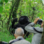 Cost of 3-Day Gorilla Trekking in Uganda