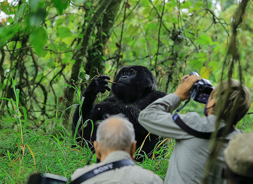 Cost of 3-Day Gorilla Trekking in Uganda