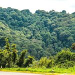 Echuya Forest Reserve on Your Uganda Birding Safari