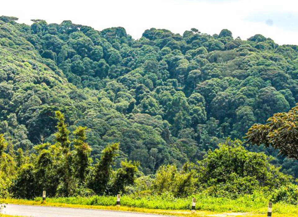 Echuya Forest Reserve on Your Uganda Birding Safari