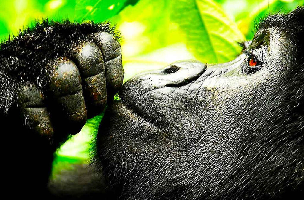Go Gorilla Trekking in Uganda