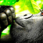 Go Gorilla Trekking in Uganda