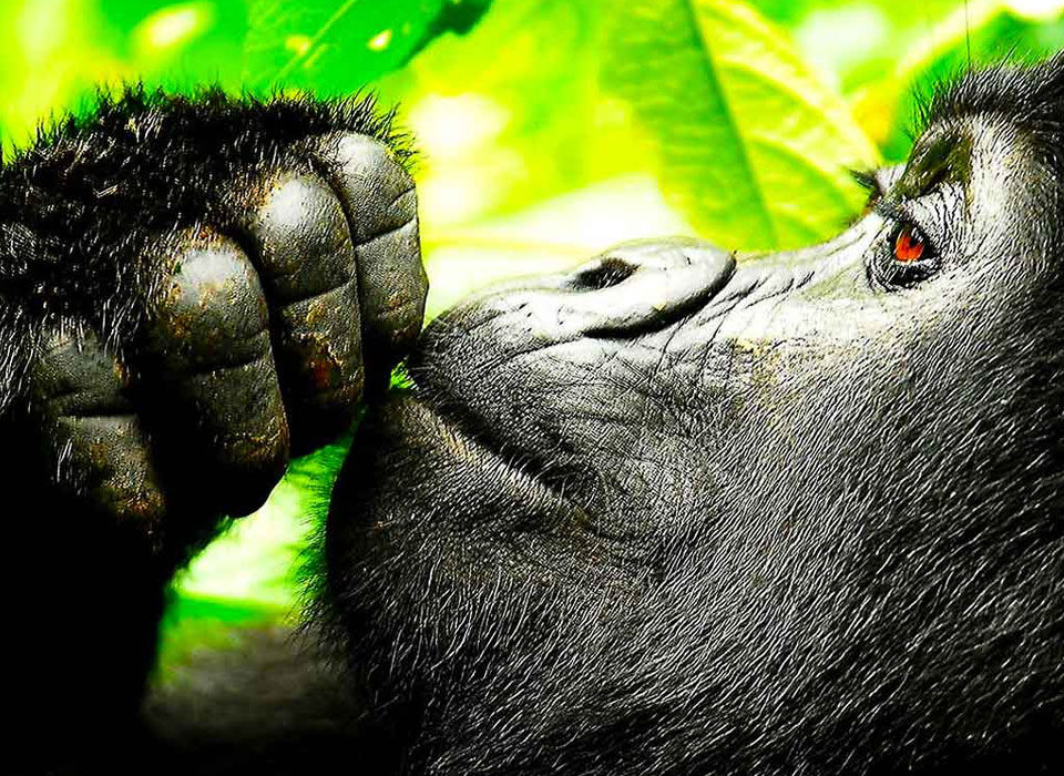 Go Gorilla Trekking in Uganda