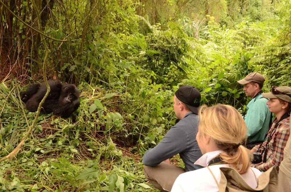 Why You Should Plan a Gorilla Habituation Experience in 2027