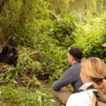 Why You Should Plan a Gorilla Habituation Experience in 2027