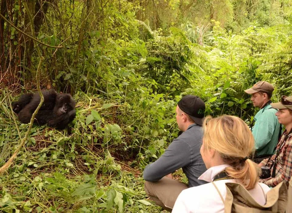 Why You Should Plan a Gorilla Habituation Experience in 2027