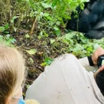 How Fit Do You Need to Be for Uganda Gorilla Trekking?
