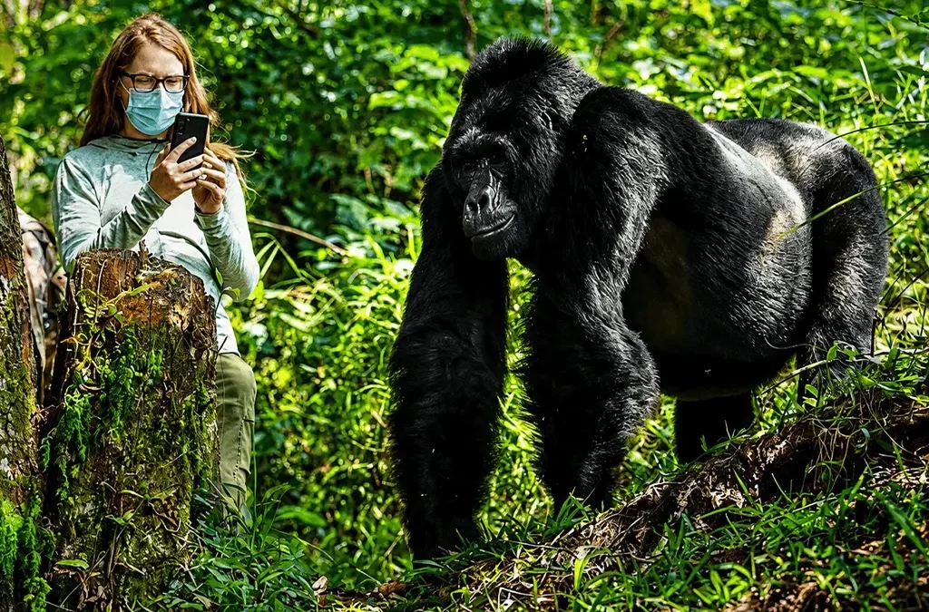 How to Book Gorilla Trekking in Rwanda