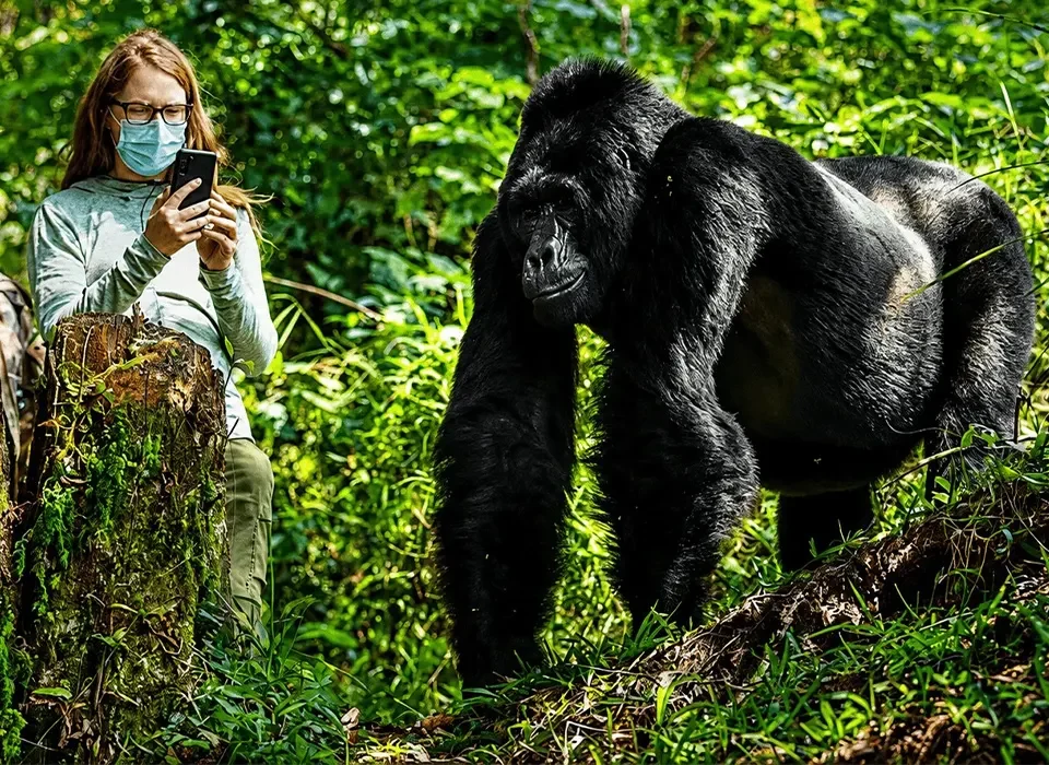 How to Book Gorilla Trekking in Rwanda