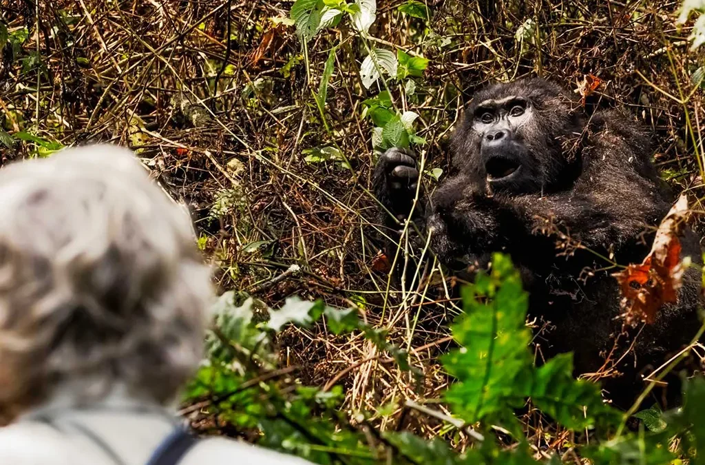 Is Gorilla Trekking Worth the Money?