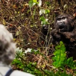 Is Gorilla Trekking Worth the Money?
