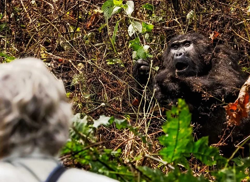 Is Gorilla Trekking Worth the Money?