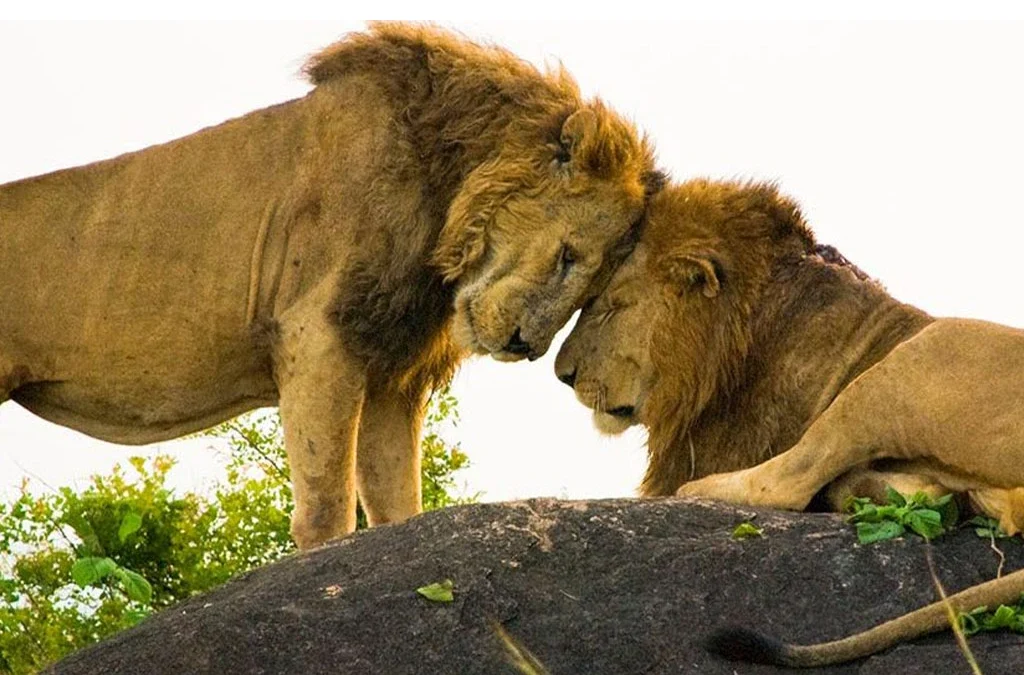 What Animals Are in Kidepo Valley National Park?