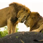 What Animals Are in Kidepo Valley National Park?