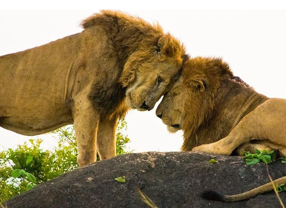 What Animals Are in Kidepo Valley National Park?