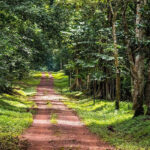How to Access the Royal Mile from Murchison Falls National Park