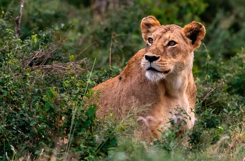 Things to Do in Maasai Mara National Reserve Kenya