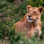 Things to Do in Maasai Mara National Reserve Kenya