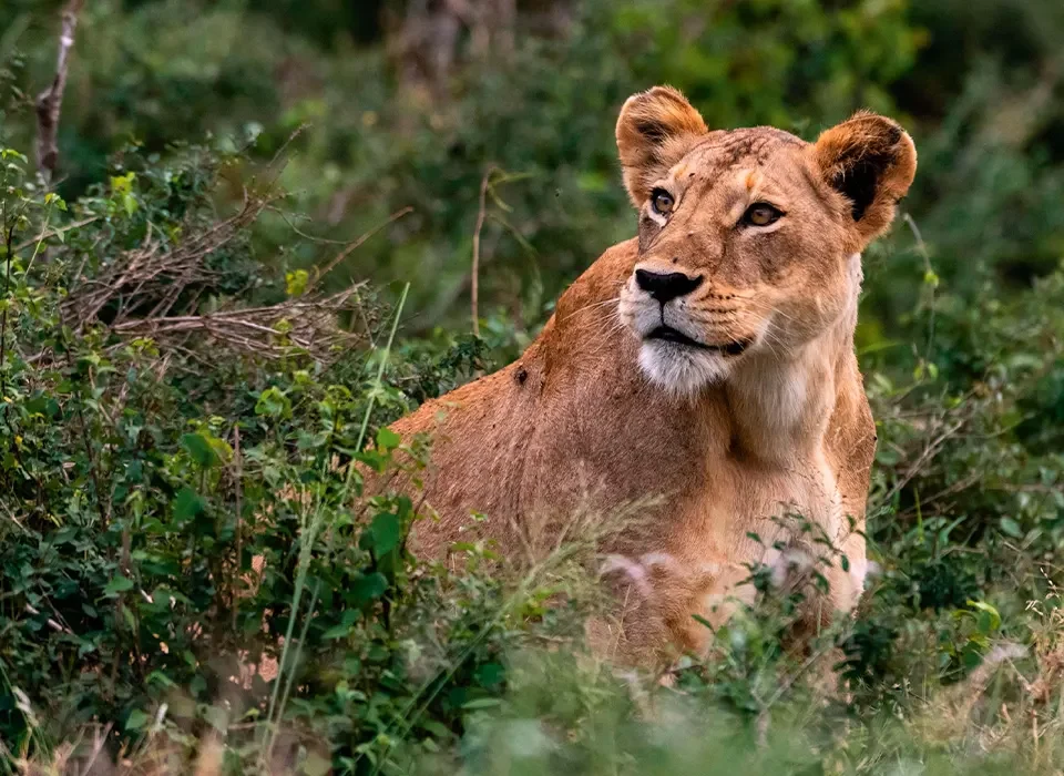 Things to Do in Maasai Mara National Reserve Kenya