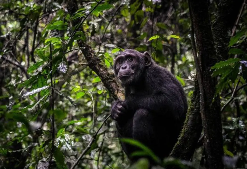 6 Days Rwanda Gorilla & Nyungwe Safari