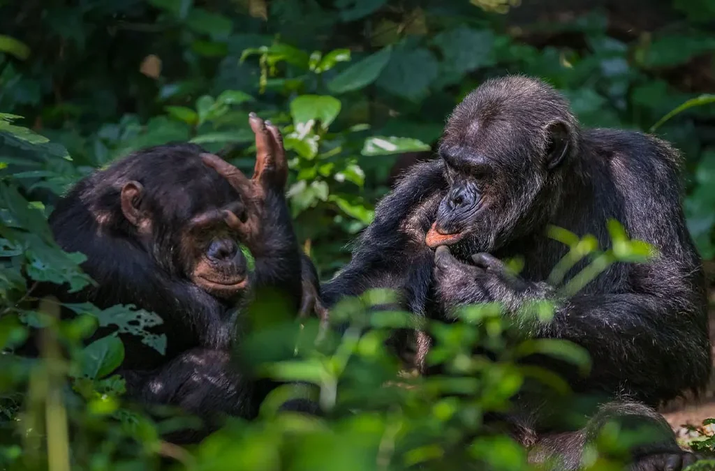 Nyungwe Chimpanzee Trekking: Discover Rwanda’s Primate Communities