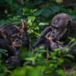Nyungwe Chimpanzee Trekking: Discover Rwanda’s Primate Communities