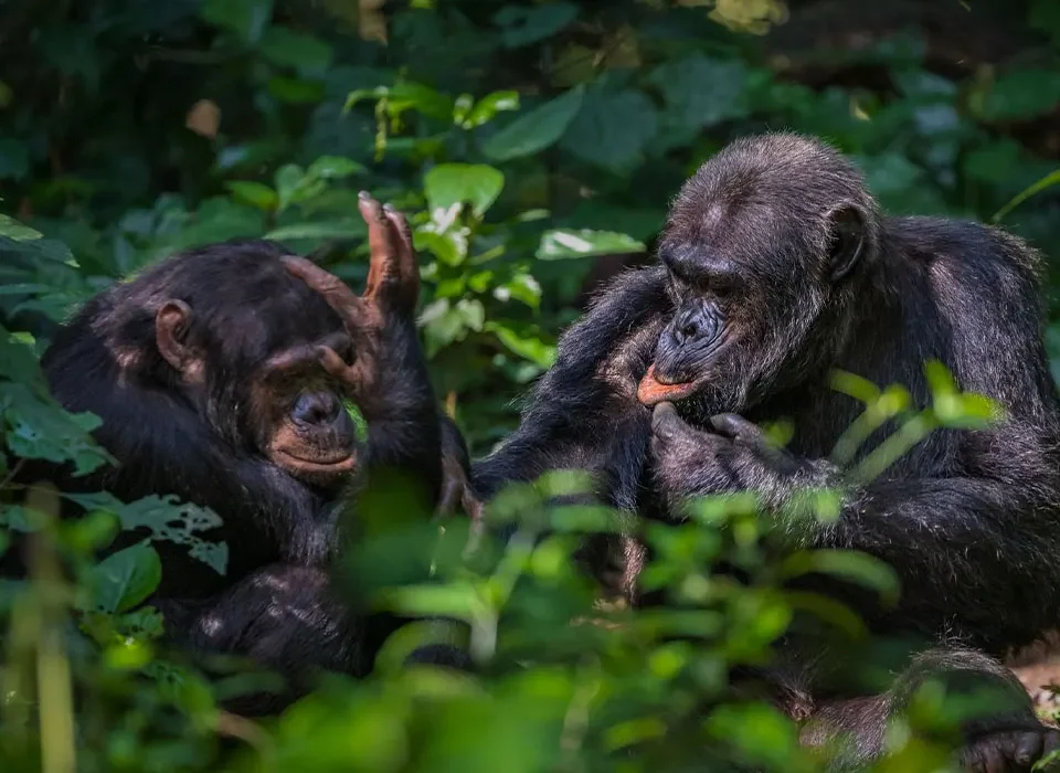 Nyungwe Chimpanzee Trekking: Discover Rwanda’s Primate Communities