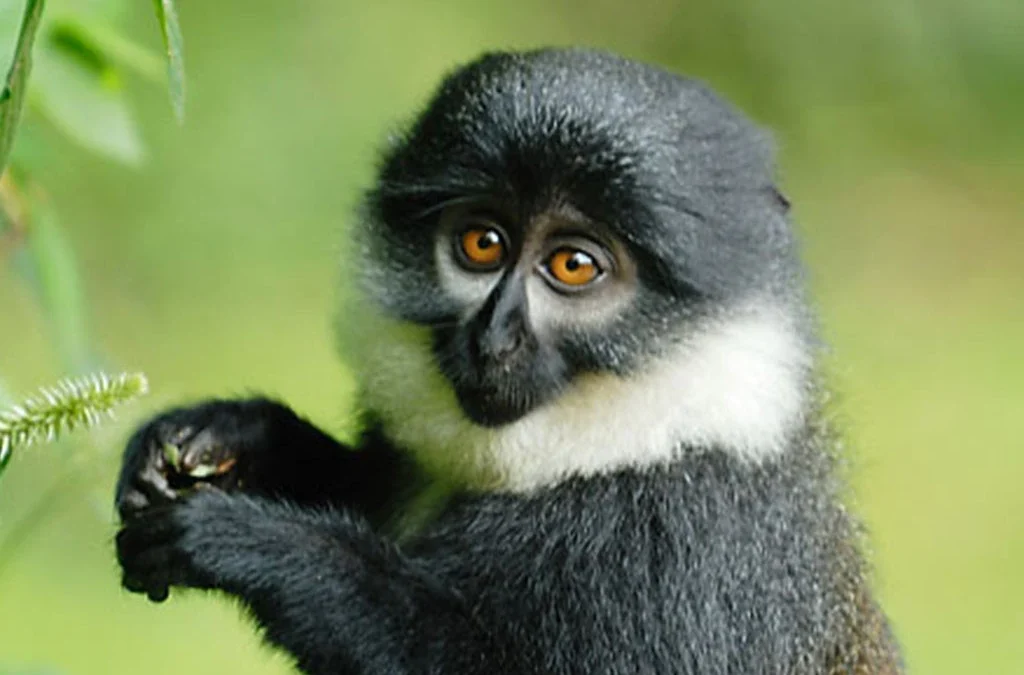 Nyungwe Forest Primate Species Beyond Chimpanzees