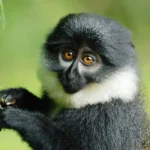 Nyungwe Forest Primate Species Beyond Chimpanzees