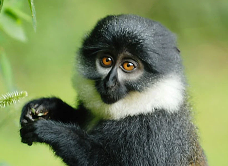 Nyungwe Forest Primate Species Beyond Chimpanzees
