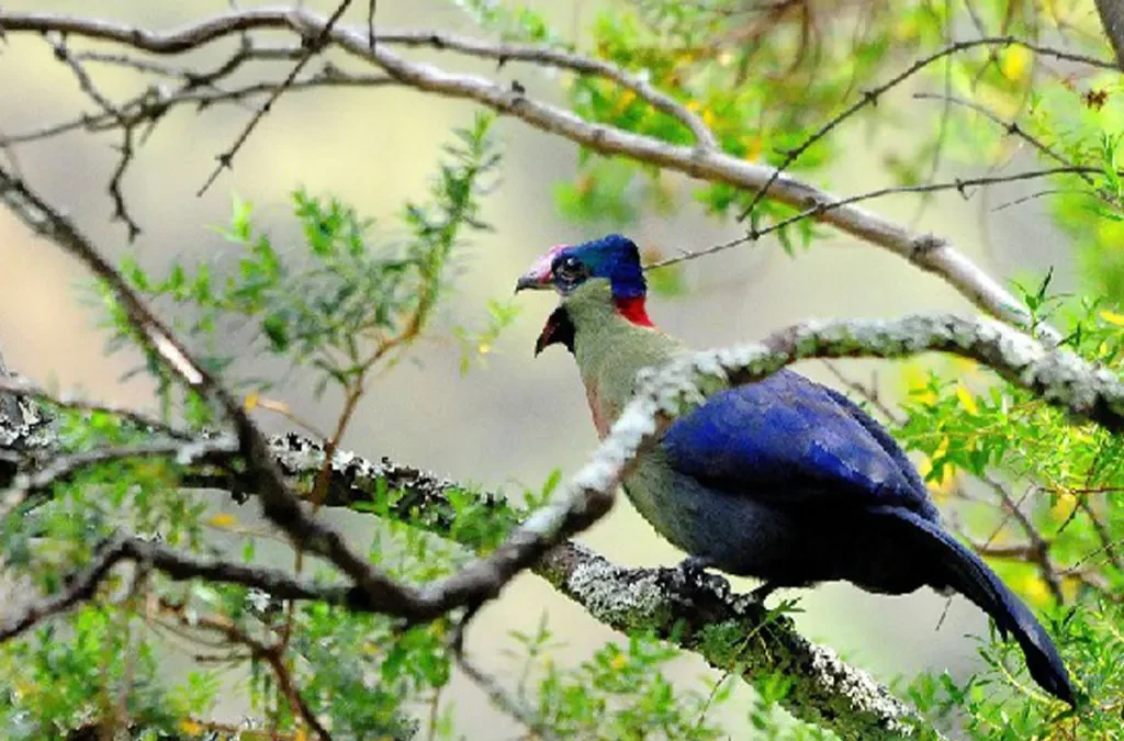 Bird Watching in Mgahinga Gorilla National Park