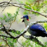 Bird Watching in Mgahinga Gorilla National Park